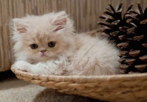 cute-kitty-1319433-m