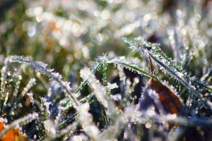 frosty-grass-3-1101963-m